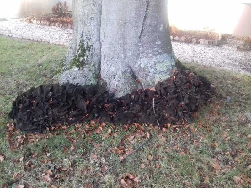 Der Baum ist am Stamm des Fußes vom Riesensporling befallen.