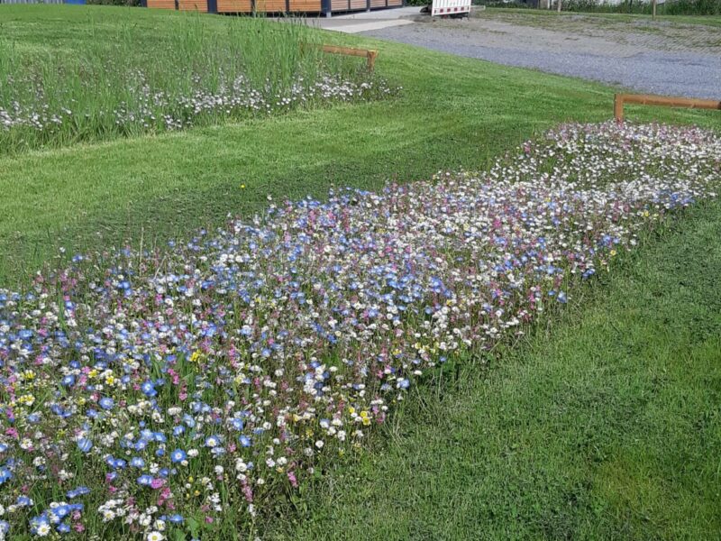 20210528_100705 Stadthaus Testfelder Blumenwiese