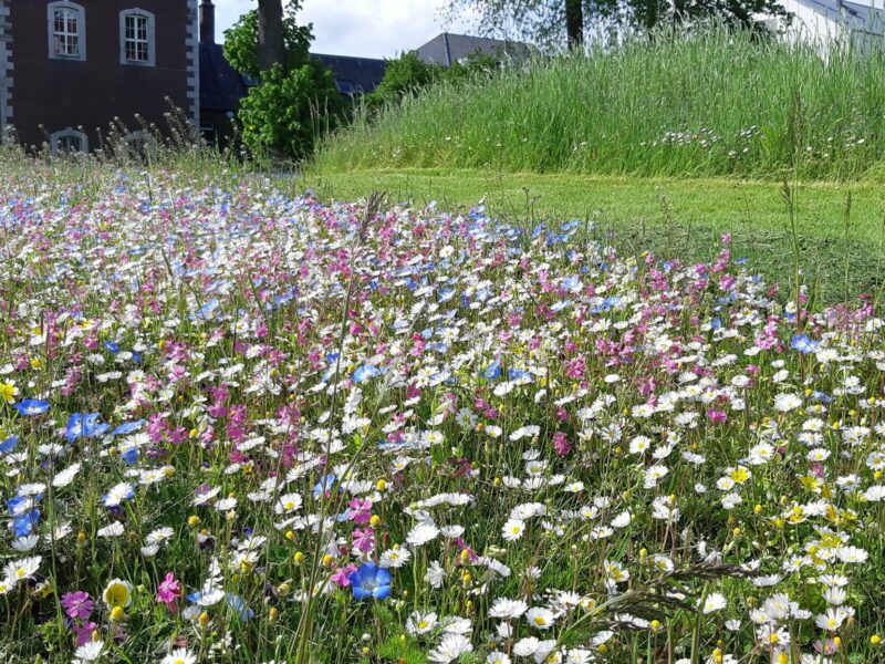 20210528_100724 Stadthaus Testfelder Blumenwiese