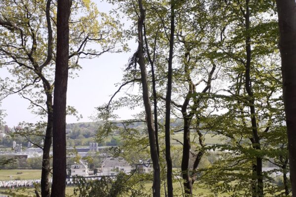 Waisenbüschchen: Blick auf Kabelwerk