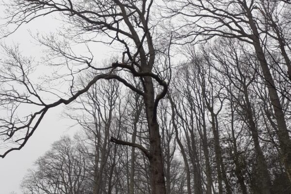 Waisenbüschchen: im Steilhang wachsende Eichen