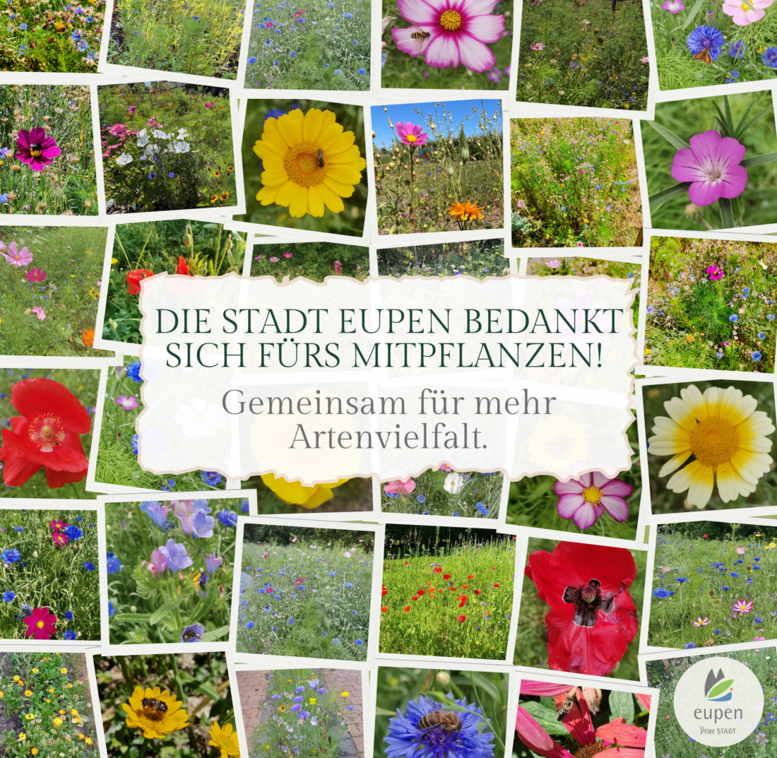 Blumenbanner final Korrektur