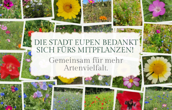 Blumenbanner final Korrektur