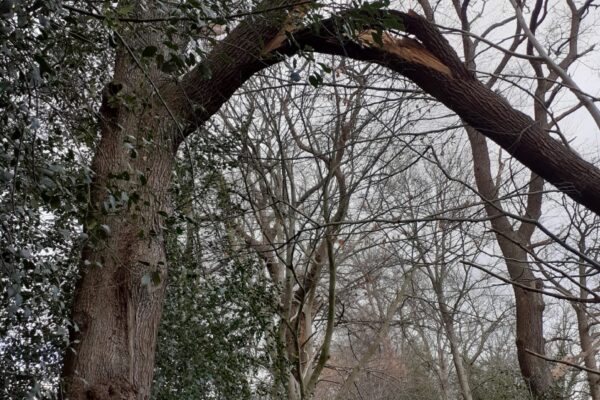 Waisenbüschchen: Sturmschäden