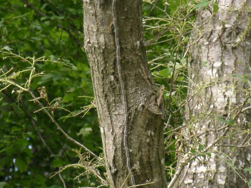 Eichenprozessionsspinner_JPW01