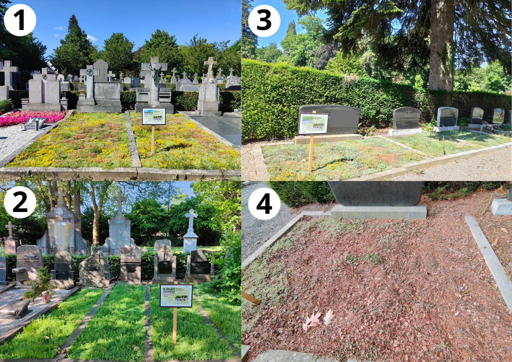 Friedhof Sedum Entwicklung