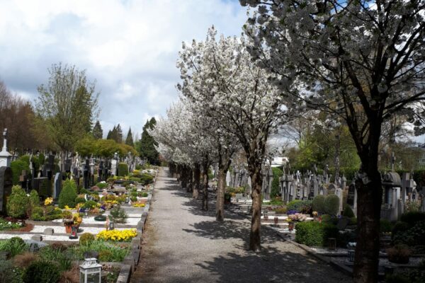 friedhof_fruehling_1