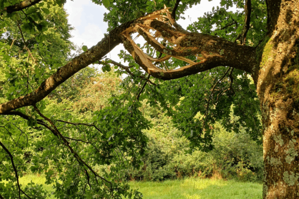 Obstbäume Ostpark (1)