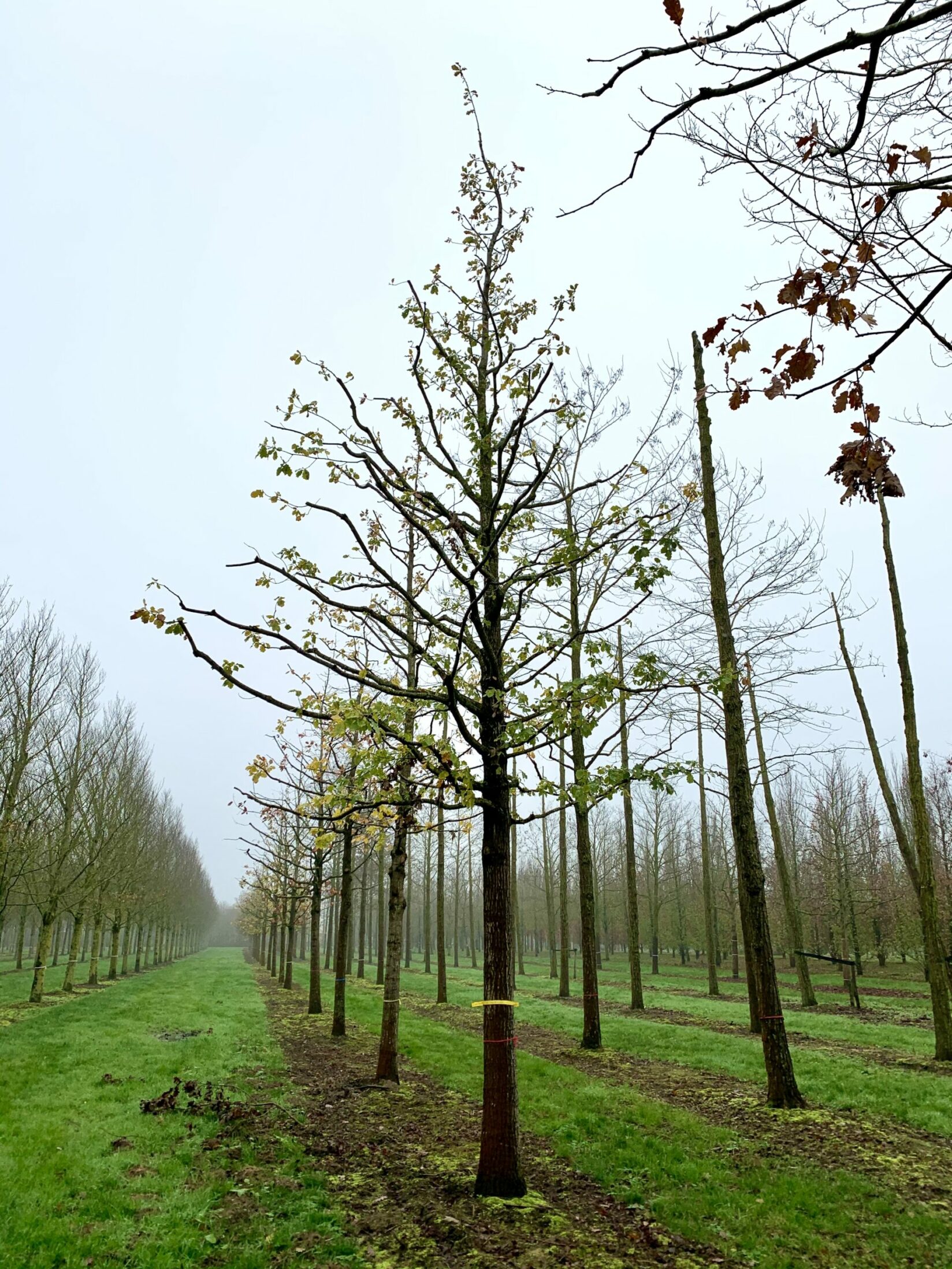 Dieser Baum ist als Ersatzpflanzung vorgesehen.