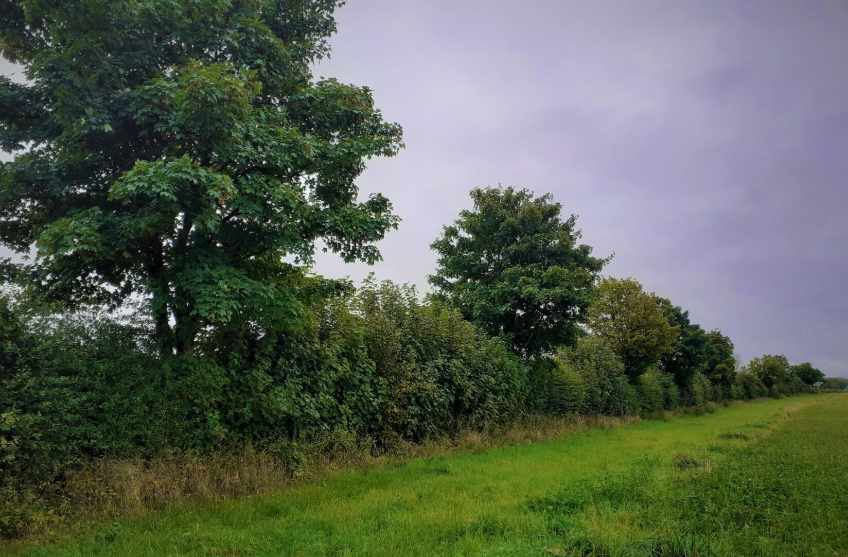 Photo Sammeleinkauf von Heckenpflanzen