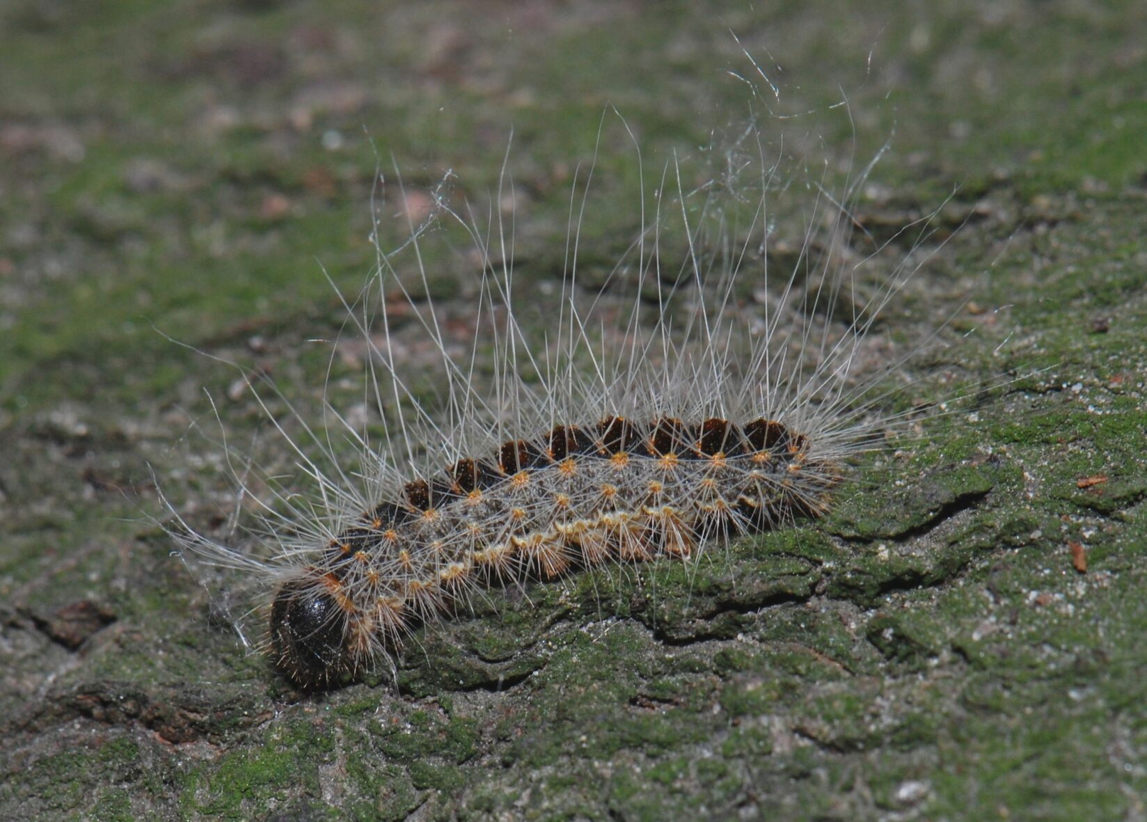 Thaumetopoea_processionea_100613