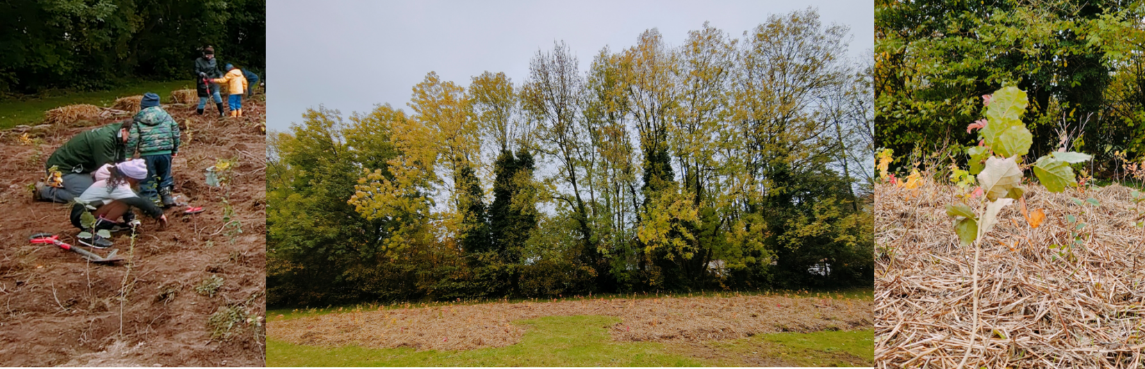 Urban Forest Mini Wald Bilder