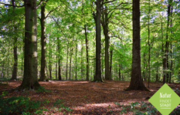 Waldbegehung